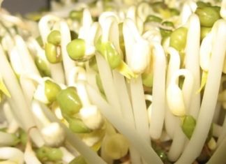 “The Ultimate Guide to Choosing Chemical-Free Bean Sprouts”