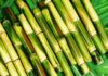 “The Art of Selecting Sugarcane: A Guide to Picking the Perfect 10 Stems”