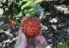 The Ultimate Guide to Choosing the Perfect Rambutan: A Thick, Juicy Treat