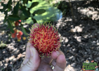 The Ultimate Guide to Choosing the Perfect Rambutan: A Thick, Juicy Treat
