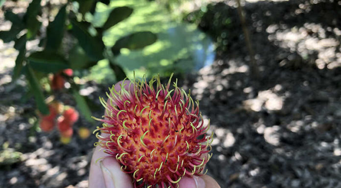 The Ultimate Guide to Choosing the Perfect Rambutan: A Thick, Juicy Treat