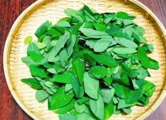 The Ultimate Guide to Selecting Stimulant-Free Rau Ngót: A Step-by-Step to Picking the Purest Produce