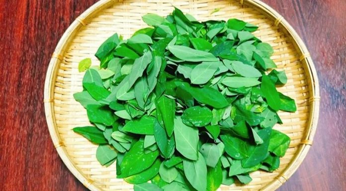 The Ultimate Guide to Selecting Stimulant-Free Rau Ngót: A Step-by-Step to Picking the Purest Produce