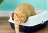 How to Choose the Purr-fect Cat Litter Box