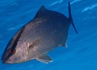How to Choose Wild Yellowtail Snapper: Fresh, Chemical-Free