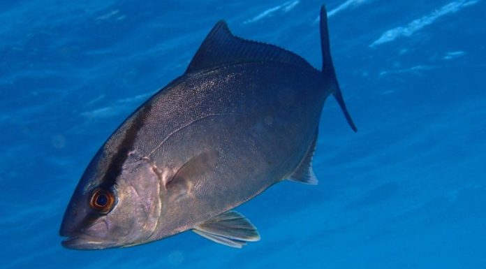 How to Choose Wild Yellowtail Snapper: Fresh, Chemical-Free