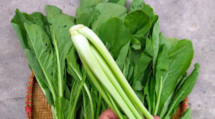 “The Ultimate Guide to Choosing Delicious and Safe Mustard Greens: Avoiding Chemical Treatments”