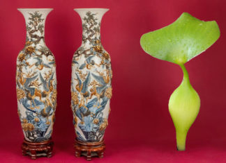The Ultimate Guide to Choosing the Right Size Lucky Bamboo for Your Home: Harmonizing Your Space with Feng Shui