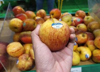 How to Pick Crisp and Delicious Gala Apples for the Whole Family