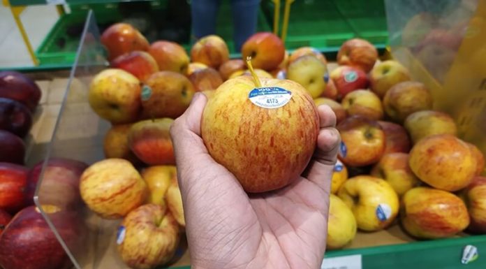 How to Pick Crisp and Delicious Gala Apples for the Whole Family