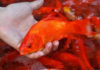 The Ultimate Guide to Selecting and Releasing Koi for the Vietnamese Ceremony of Ong Cong Ong Tao