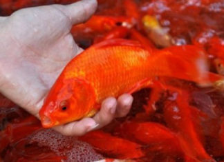 The Ultimate Guide to Selecting and Releasing Koi for the Vietnamese Ceremony of Ong Cong Ong Tao
