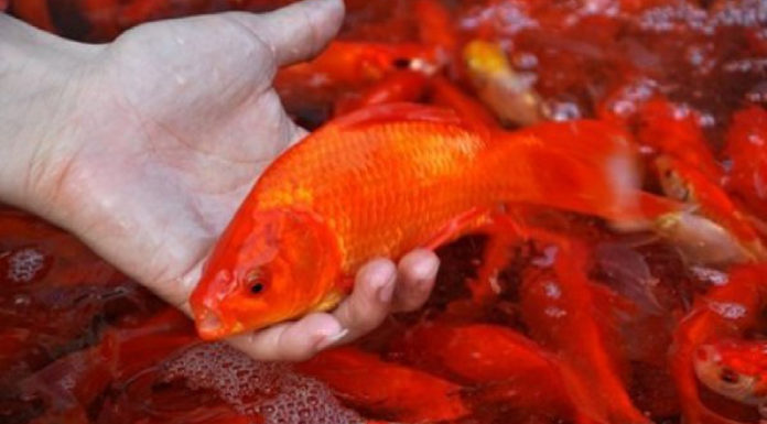 The Ultimate Guide to Selecting and Releasing Koi for the Vietnamese Ceremony of Ong Cong Ong Tao