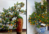 How to Choose a Long-Lasting Kumquat Tree for Lunar New Year, Bringing Fortune and Prosperity to Your Home