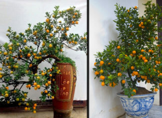 How to Choose a Long-Lasting Kumquat Tree for Lunar New Year, Bringing Fortune and Prosperity to Your Home