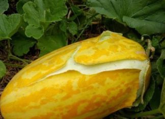 How to Choose a Refreshing, Delicious Cucumber Melon