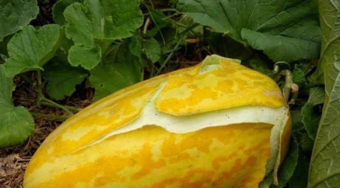 How to Choose a Refreshing, Delicious Cucumber Melon