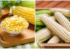 How to Choose the Perfect Ear of Corn: A Guide to Selecting Sweet, Tender Kernels Every Time
