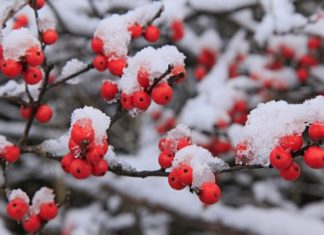 How to Choose a Beautiful Red Winter Peach for a Prosperous and Abundant New Year
