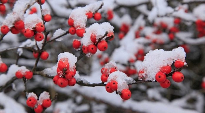 How to Choose a Beautiful Red Winter Peach for a Prosperous and Abundant New Year