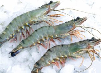 The Ultimate Guide to Selecting the Freshest Shrimp and Mastering their Preservation