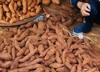 The Ultimate Guide to Choosing Sweet Potatoes: For the Perfect Roast or Boil.