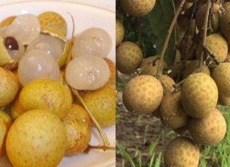 The Ultimate Guide to Choosing the Perfect Thick-Skinned, Fresh Lychees