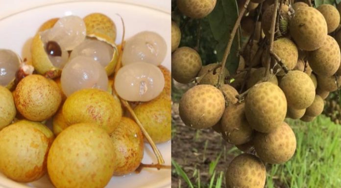 The Ultimate Guide to Choosing the Perfect Thick-Skinned, Fresh Lychees