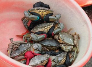 The Ultimate, Definitive Guide to Choosing and Savoring the Finest Seafood Crabs