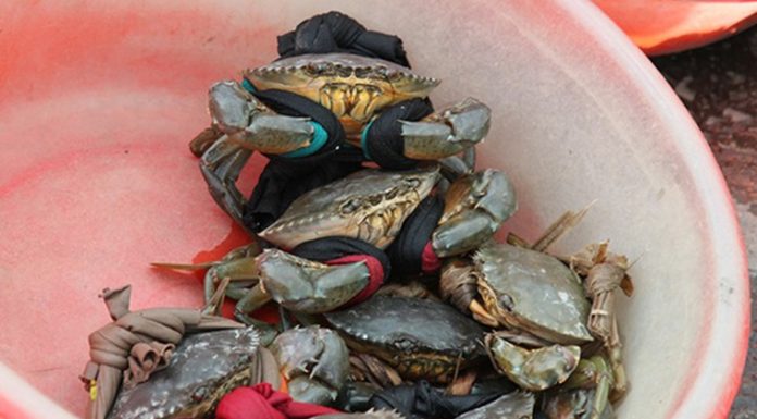 The Ultimate, Definitive Guide to Choosing and Savoring the Finest Seafood Crabs