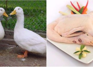 The Ultimate Guide to Creating Mouth-Watering Roast Duck