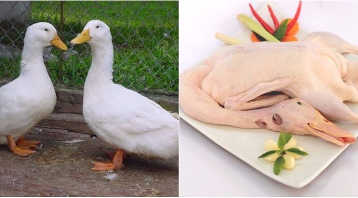 The Ultimate Guide to Creating Mouth-Watering Roast Duck