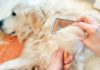 The Ultimate Guide to Treating Dog Hair Loss and Itchiness: Fast and Effective Solutions