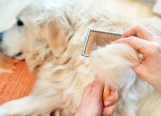 The Ultimate Guide to Treating Dog Hair Loss and Itchiness: Fast and Effective Solutions