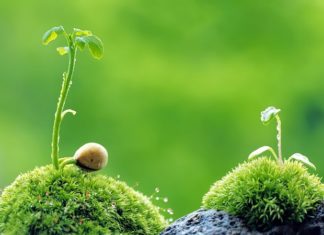 The Mystical Wood-Element Rings: Unlocking Prosperity and Fate with Elegance