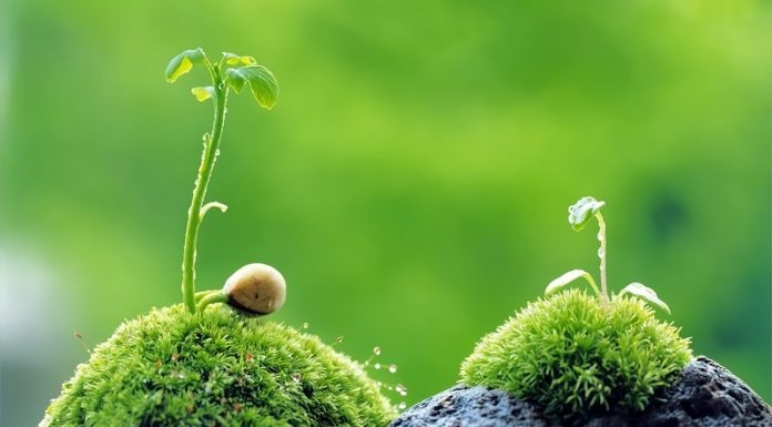 The Mystical Wood-Element Rings: Unlocking Prosperity and Fate with Elegance