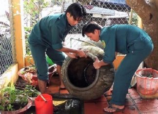 The Ultimate Guide to Eliminating Mosquito Larvae: Preventing Dengue Fever