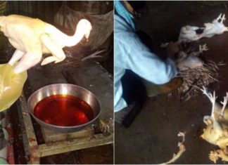 “The Easy Way to Spot Unadulterated Chickens”