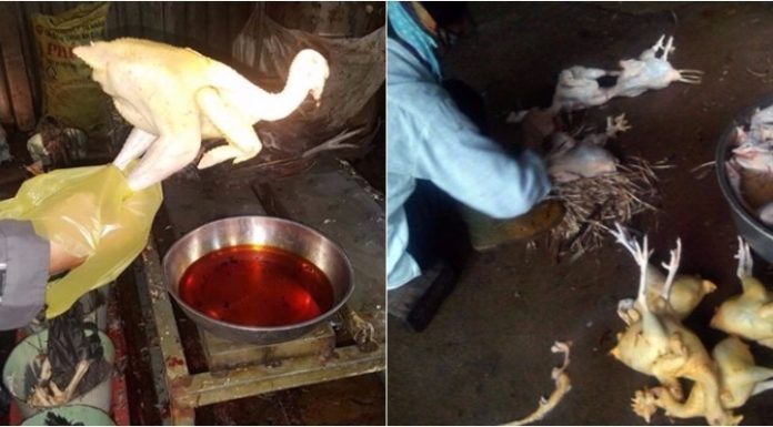 “The Easy Way to Spot Unadulterated Chickens”