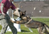 The Ultimate Guide to Training Attack Dogs: Strategies and Precautions