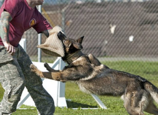 The Ultimate Guide to Training Attack Dogs: Strategies and Precautions