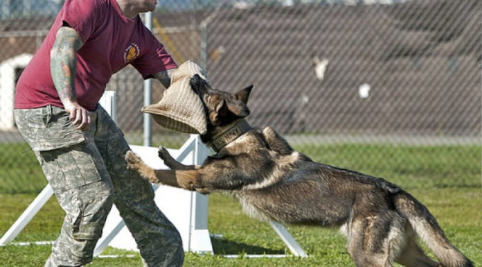The Ultimate Guide to Training Attack Dogs: Strategies and Precautions