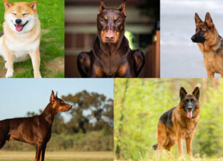 “The Ultimate Guide to Training Your Dog to be Your Loyal Protector”