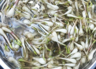 “The Ultimate Guide to Making Delicious and Crispy Pickled Shallots Without Sunbathing”