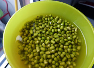 “Sprouting Mung Beans at Home: A Step-by-Step Guide to Using a Plastic Basket”