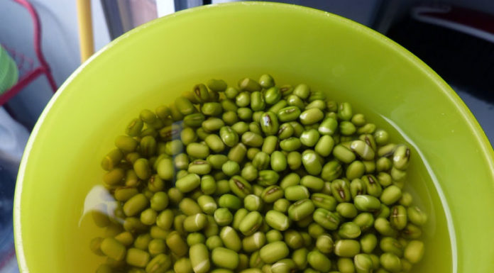 “Sprouting Mung Beans at Home: A Step-by-Step Guide to Using a Plastic Basket”