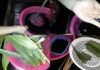 “The Ultimate Guide to Sprouting Black Beans at Home: A Chemical-Free Approach”
