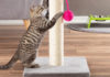 The Ultimate Guide to Building an Epic Cat Tree: Create a Scratching Post Paradise for Your Feline Friend