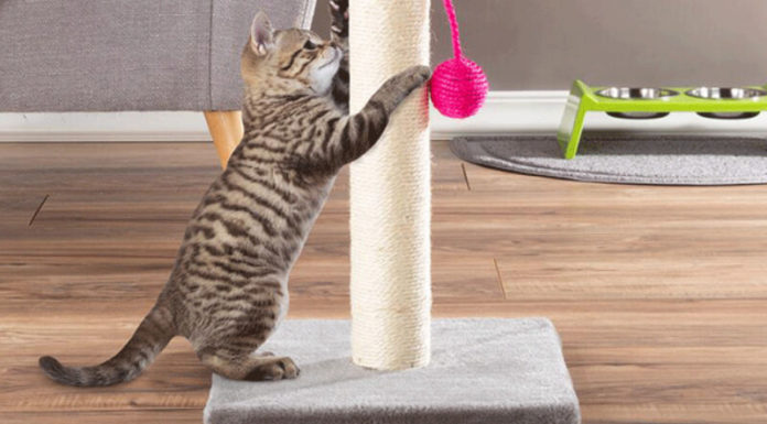 The Ultimate Guide to Building an Epic Cat Tree: Create a Scratching Post Paradise for Your Feline Friend