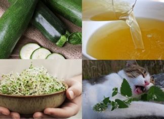 5 Delicious, Nutritious and Affordable Homemade Pate Recipes for Your Cat